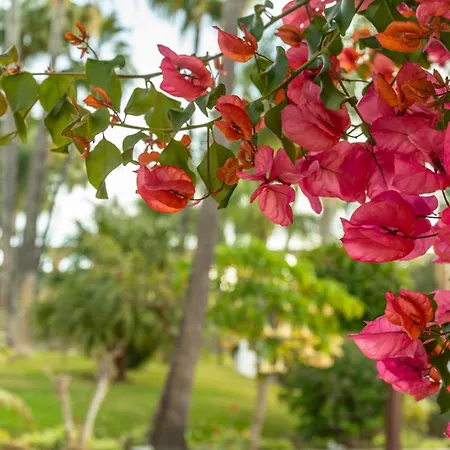 Tetuan 40 Oasis * Nerja