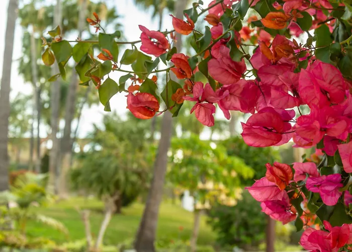 Tetuan 40 Oasis * Nerja